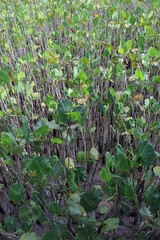 lettuce in the garden
