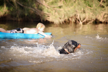 Rottweiler dog swimming in river with boy on kayak visible in background