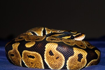 normal ball python just chilling 