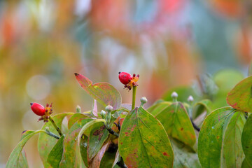 ハナミズキの果実と花芽