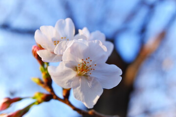 Cherry blossoms during Spring in Tokyo, Japan