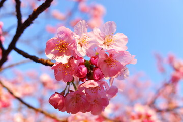 Cherry blossoms during Spring in Tokyo, Japan