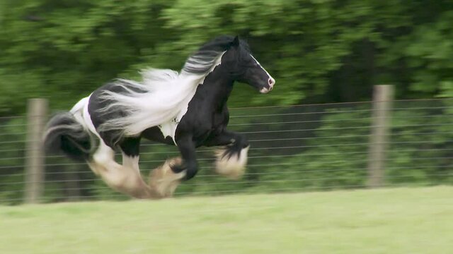 Gypsy Vanner horse stallion running at  liberty unbridled in green pasture.