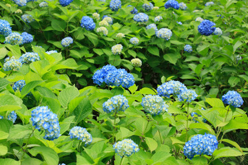 アジサイ