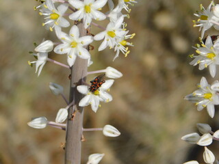 A spilostethus saxatlis, black and red bug, on a squill plant white flower