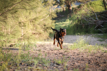 Happy rottweiler dog running along riverbed sopping wet after swimming in river