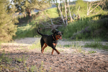 Happy rottweiler dog running along riverbed sopping wet after swimming in river