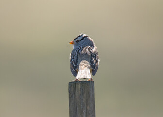 Birds, fowl, birds of prey, in British Columbia Canada