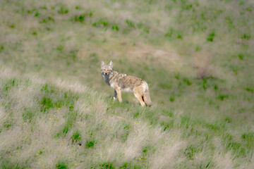Wildlife in British Columbia Canada