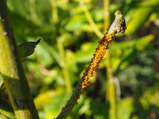 Oleander Aphids