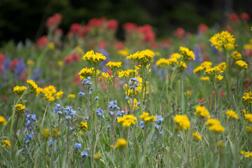 Alpine Wildflowers