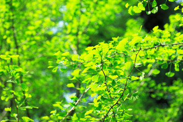 Obraz premium 新緑