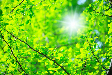 Obraz premium 新緑