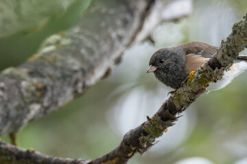 Birds, fowl, birds of prey, in British Columbia Canada