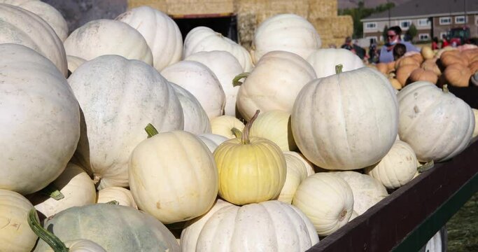 Fall Season - White Pumpkin in Decorative Pile at Outdoor Halloween Festival, Panning View