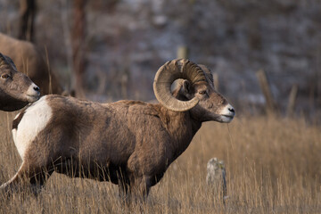 Wildlife in British Columbia Canada