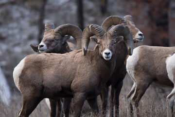Fototapeta premium Wildlife in British Columbia Canada