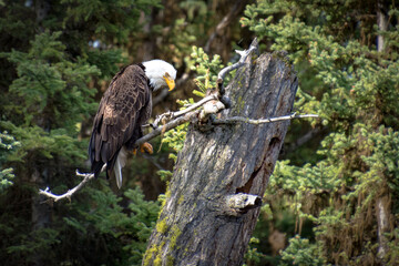 Birds, fowl, birds of prey, in British Columbia Canada