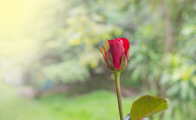Beautiful red rose and blurred background