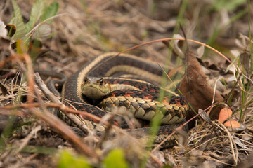 Snakes in British Columbia Canada