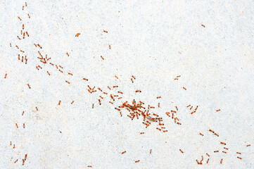 small red ant on a wall