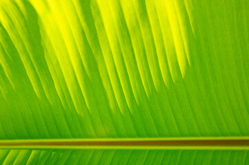 banana leaf, green nature background
