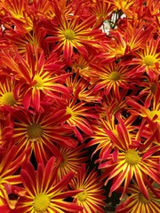 Bright red and yellow color of chrysanthemum flowers
