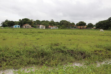 Obraz premium landscape with cows