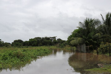 Obraz premium rice field
