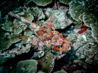 Scorpion fish on the coral reef at the bottom of the Andaman sea in Thailand