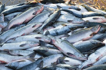 Fresh pink salmon ( Oncorhynchus gorbuscha ) catch at the fish processing plant. Sea of Okhotsk.
Khabarovsk Krai, far East, Russia