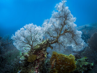 Huge coral growing like a snow-covered tree at the bottom of the Indian ocean