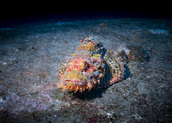 Scorpion fish on the coral reef at night in the Indian ocean in Thailand