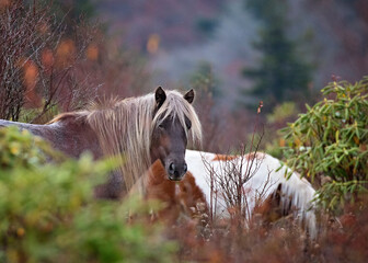 Wild ponies run free in Virginia's Greyson Highland State  Park