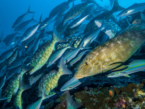 Closeup of Smalltooth Emperor fish in a large flock of fish in the Indian ocean