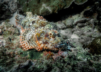 Naklejka na ściany i meble Scorpion fish disguising among sea sponge on a coral reef