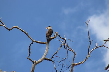 bird on a tree