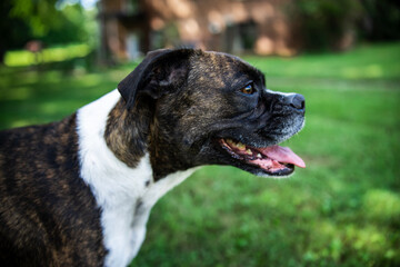 portrait of a German Boxer
