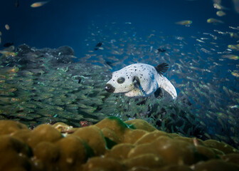 Masked Puffer Fish slowly floating in a flock of bustling small fish in the Indian ocean