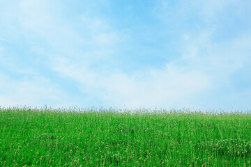 Obraz premium 草原