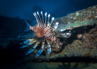 Naklejka na ściany i meble Lionfish on a sunken ship at night in the Indian ocean