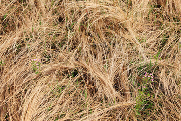 乾いた雑草