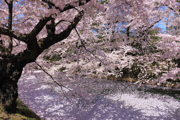 Obraz na płótnie Canvas 川面の桜