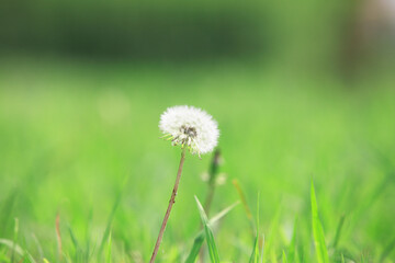 タンポポ