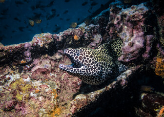 Honeycomb Moray Eel on a sunken ship at night