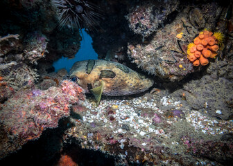 Modest Spotted Burrfish at the bottom of the Indian ocean