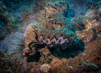 Sea urchins and  sea shells that have grown into coral in the Indian ocean