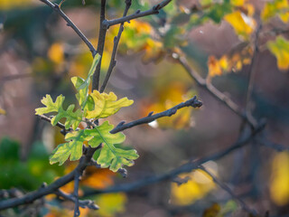 Detail shot of Valley Oak (Quercus lobata) leaves in  fall. Transitioning from green to fall colors.