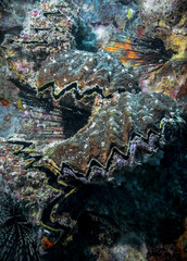 A group of sea shells that have grown into coral in the Indian ocean