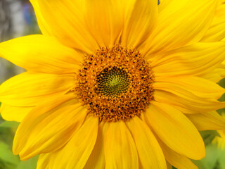 macro photo of a young sunflower in warm summer